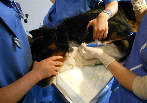 Blood Transfusion In Dogs Clinicians Brief