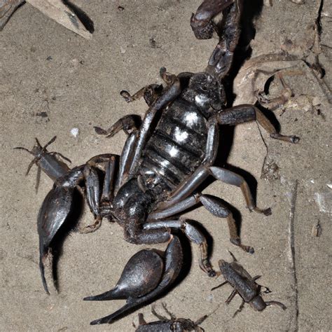 How Long Do Asian Forest Scorpions Stay Pregnant Pet