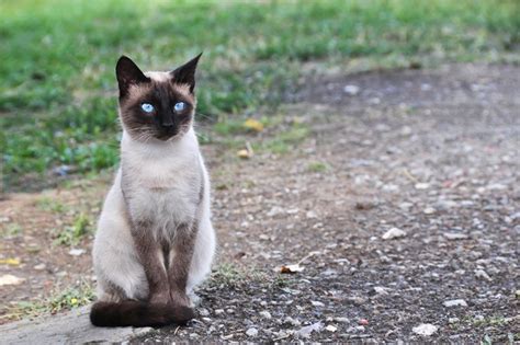 Best Siamese Cat Names Cattime