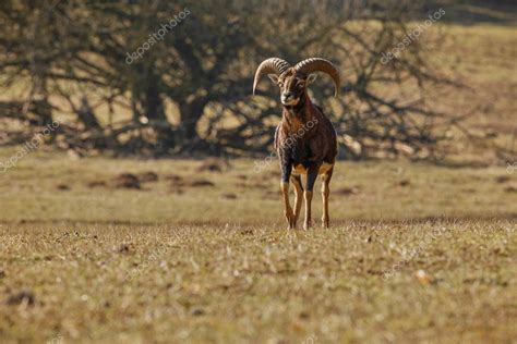 Big European Mouflon — Stock Photo © Photocech 130518872