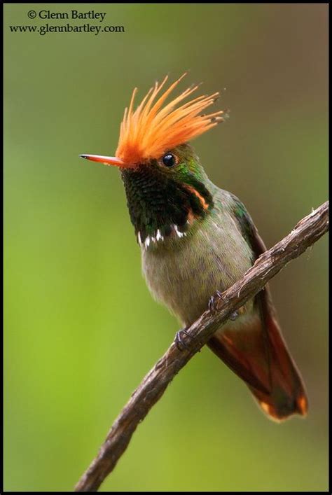 The 15 Most Spectacular Hummingbirds Birds Bird Pictures Beautiful