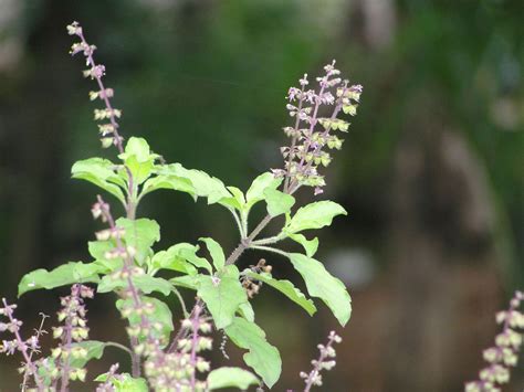 Forget ‘climate Change Derive Benefit From Medicinal Plant Tulsi