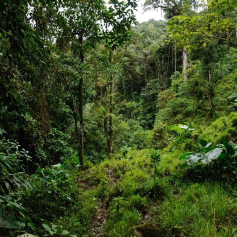 Protecting Vietnams Threatened Forest Pelorus Foundation