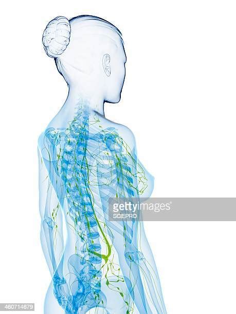 Lymphatic System Anatomy Photos And Premium High Res Pictures Getty