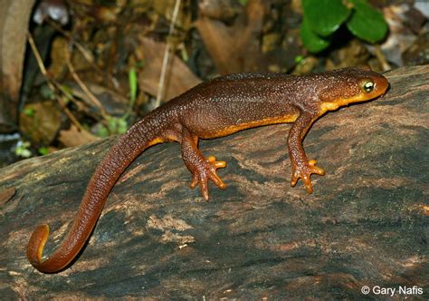 Pictures Of Poisonous Salamanders Myqase