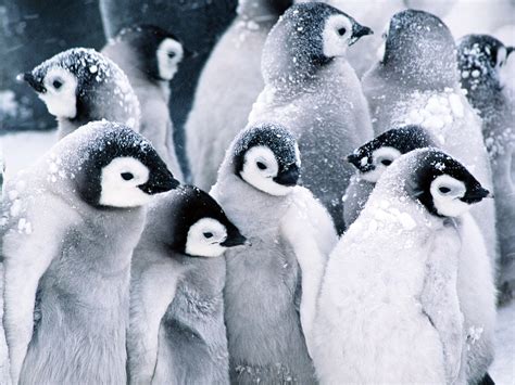 75 Cute Penguin Backgrounds
