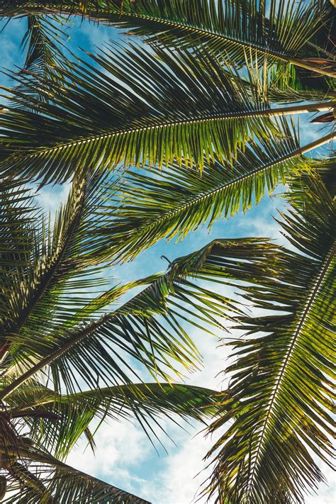 If you have them in your yard, they quickly turn from delight to nuisance when the bulky. 20+ Palm Tree Pictures HD | Download Free Images on Unsplash