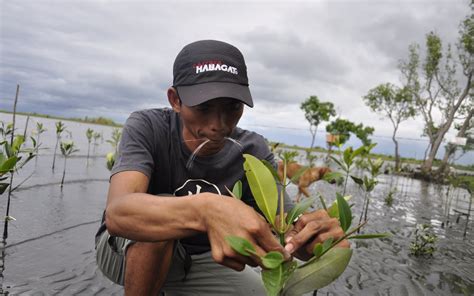 Philippines’ Mangroves Could Generate First Of Its Kind Blue Carbon Credits In Asia Pacific