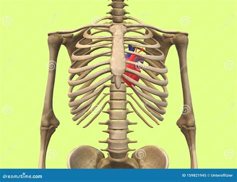 A Human Skeleton With The Heart At The Rib Cage Stock Illustration