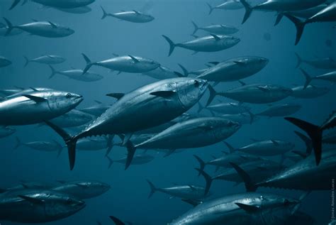 Us Urged To End Bluefin Tuna Overfishing In Gulf Turtle Island