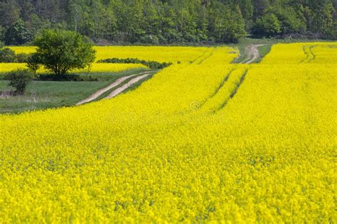 Field Of Blooming Canola Rapeseed Yellow Flowers Stock Image Image