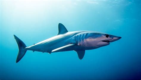 Ovoviviparous Shark Reproduction