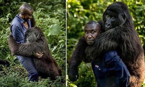 Gorilla Hugs Keeper Trying To Protect Her In The Congolese Rain Forest