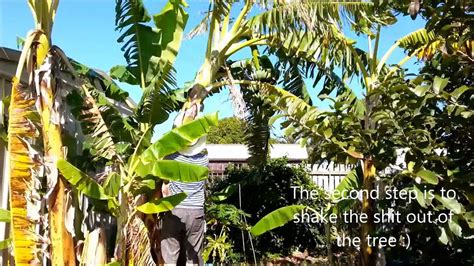 Cutting Down Banana Trees After Fruiting Youtube