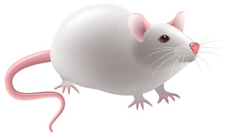 Mouse Animal Clipart Free Download On Clipartmag