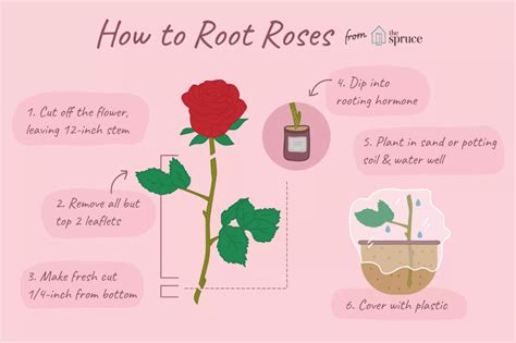 How To Grow Roses From Cuttings In 2020 Rose Cuttings Rose Care