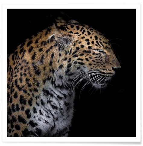 Leopard Profile By Lothare Dambreville Poster Juniqe