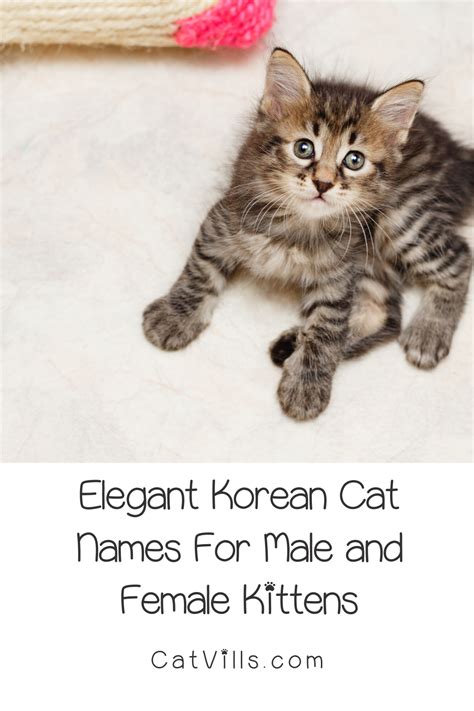 If Youre Looking For Some Elegant Korean Cat Names To Honor Your