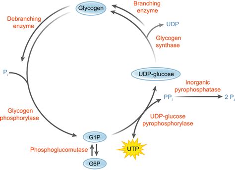 Glycogen Synthesis And Degradation Glycogen Is Synthesized By A