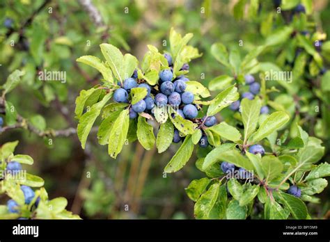 Sloe Berries On A Bush Uk Stock Photo Royalty Free Image 30759241