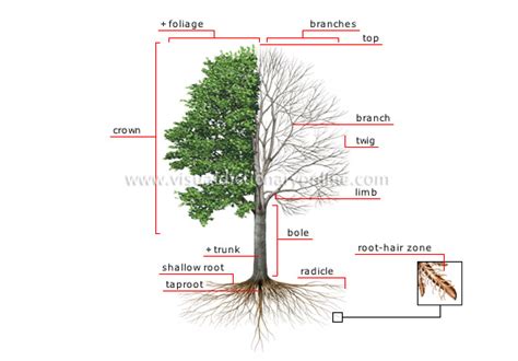 Plants And Gardening Plants Tree Structure Of A Tree Image