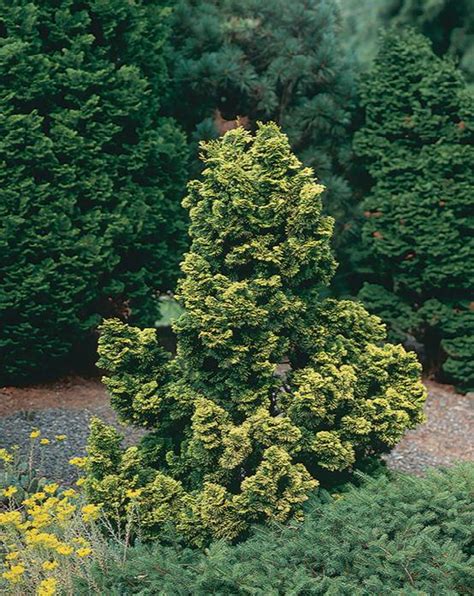 Golden Dwarf Hinoki Cypress