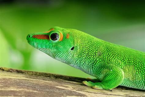 Hd Wallpaper Lizard In Beach Sand Green Gecko Animals Cute Eyes