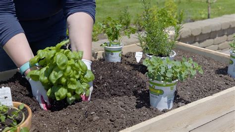 Planting An Herb Garden Gardening Ace