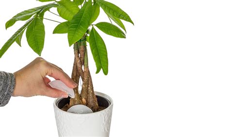 Your money tree is tropical, so it needs temperatures between 65 to 80 degrees. Money Tree Plants | Just Add Ice Orchids