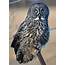 Great Grey Owl Draws Birders To Southern Ontario  CBC News