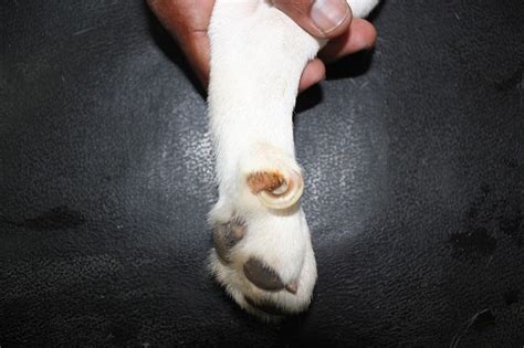 Dogs can also have double dewclaws meaning they have two dewclaws on one leg. The Pet Clinic: An interesting case - Ingrown nail of the ...