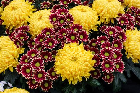 Garden Mums Chrysanthemum Perennial 3 Starter Plants As