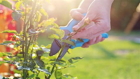 Pruning Roses How To Do It Right No Matter What Type Of Rose Bosch Diy