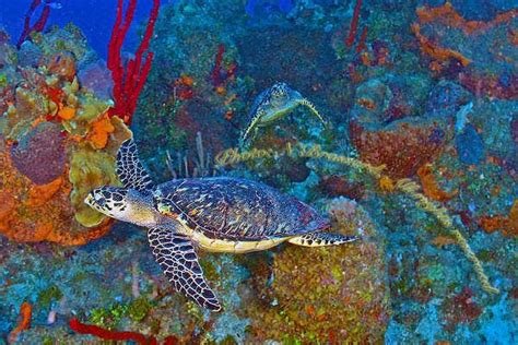 10 Underwater Paintings Free And Premium Templates Free And Premium Templates