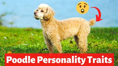 Poodle Temperament And Characteristic Traits Should You Get A Poodle