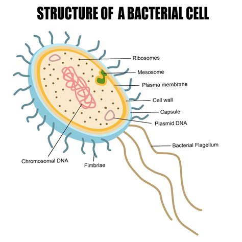 Bacterial Cell Composition