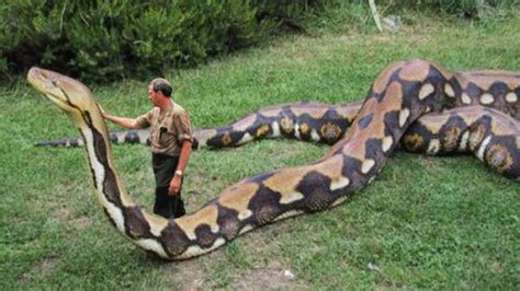 A Maior Cobra Do Mundo Piton Gigante Anaconda Encontrada No Rio