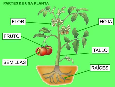 Ficha De Las Partes De Las Plantas Images