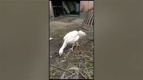 the desi cock feeding at outside shorts youtube