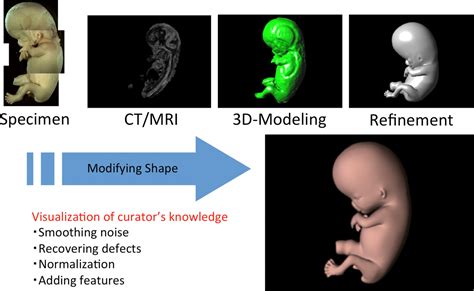 Novel Imaging Modalities For Human Embryology And Applications In