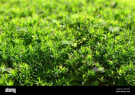 Green Moss Polytrichum Commune Texture Nature Background Stock