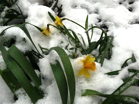 Yellow Daffodil Under Spring Snow Stock Photo Image Of Spring Snow