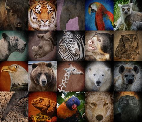 Endangered Rainforest Animals List For Kids Amazing Wallpapers