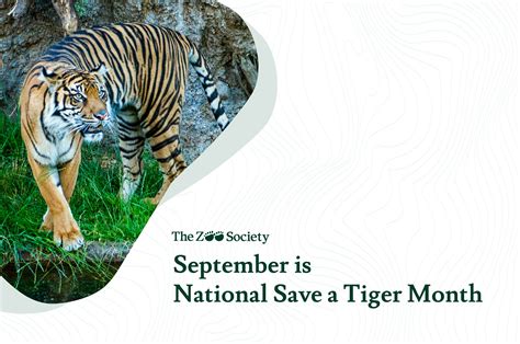 Learn More About Tiger Conservation The Zoo Society