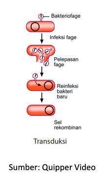 Pernyataan Yang Benar Mengenai Reproduksi Seksual Pada Bakteri Adalah