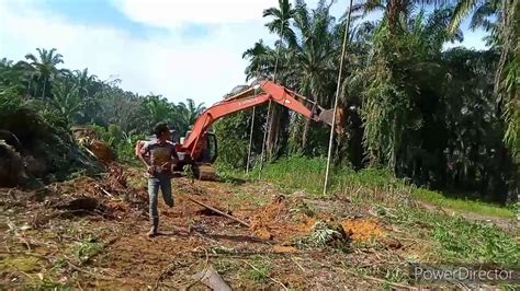 Sawit, bruning, coconut, oil palm, coconut oil, nira kelapa, palm kelapa sawit. Replanting kelapa sawit - YouTube