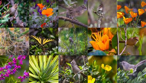 flora y fauna collage