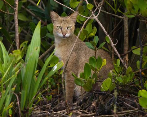 Jungle Cat Facts Diet Habitat And Pictures On Animaliabio
