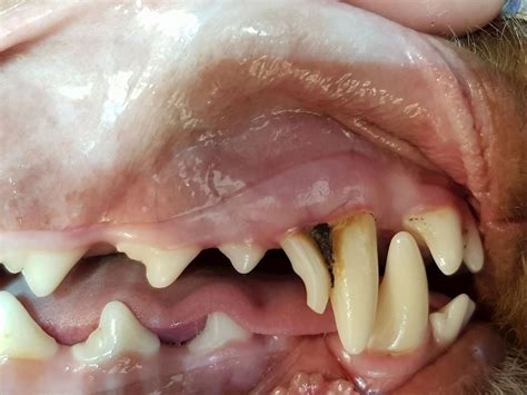 Retained Milk Teeth Baby Teeth In Dogs Burwood Vet