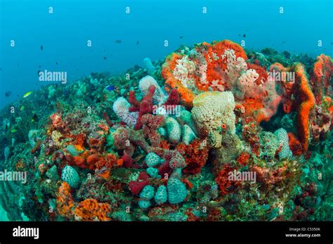 Coral Reef In Palm Beach Florida With An Assortment Of Invertebrates